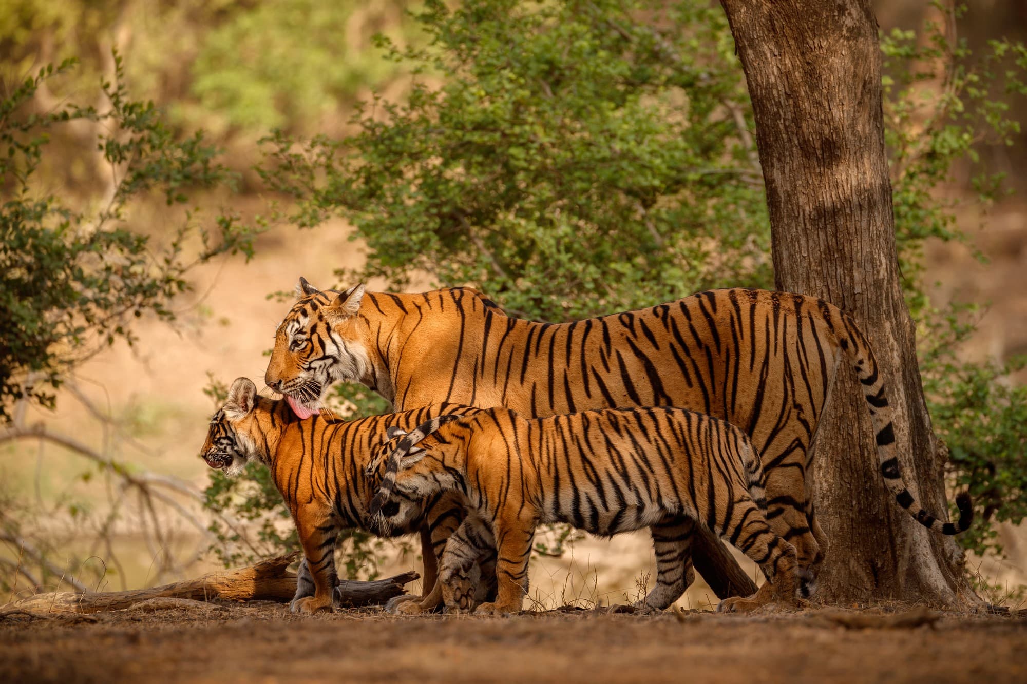 Ranthambore
